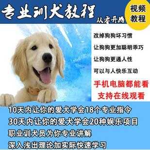 唐伟敏训犬教程-训狗教程，专业训狗视频教程-冒泡网