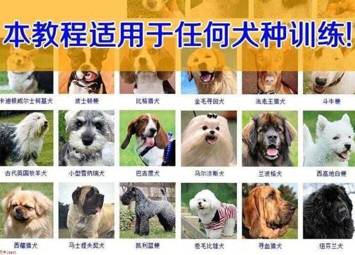 狗狗技能训练视频，训犬/训狗教程视频-冒泡网